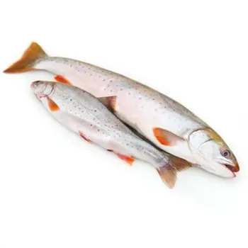 Голец с/м н/р 30+ ~100г